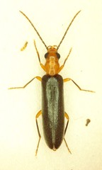 Xanthochroina bicolor