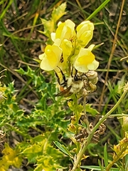 Bombus huntii