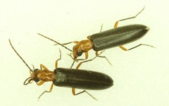 Xanthochroina bicolor