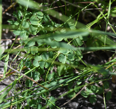 Thalictrum venulosum