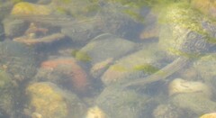 Pimephales notatus