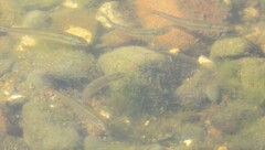 Pimephales notatus