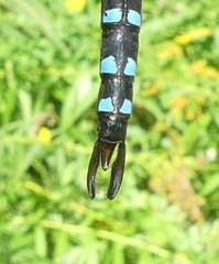 Aeshna tuberculifera