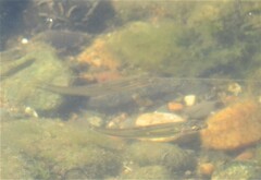 Pimephales notatus