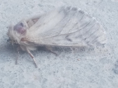 Thaumetopoea processionea