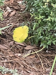 Hydrocotyle umbellata