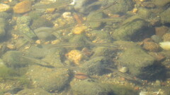 Pimephales notatus