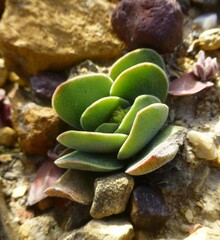 Crassula nudicaulis