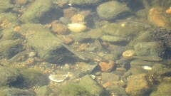 Pimephales notatus