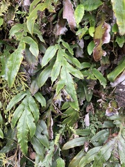 Blechnum colensoi
