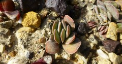 Crassula nudicaulis