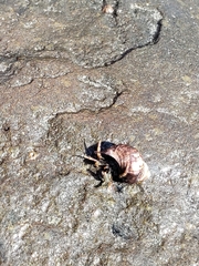 Pagurus granosimanus