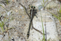 Dromogomphus spinosus
