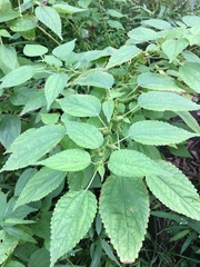 Boehmeria cylindrica