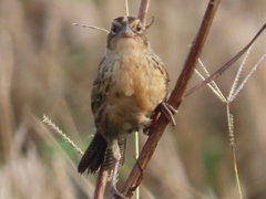 Leistes militaris