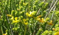 Aspalathus pinguis pinguis