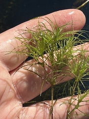 Najas minor