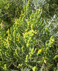 Aspalathus pinguis pinguis