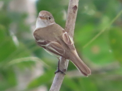 Empidonax