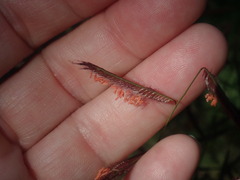 Bouteloua barbata rothrockii