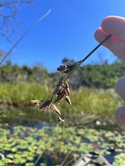 Schoenoplectus acutus