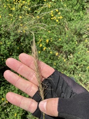 Elymus canadensis