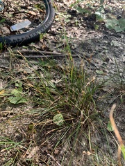 Carex pensylvanica