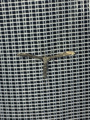 Hellinsia inquinatus