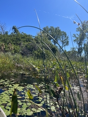 Schoenoplectus acutus