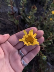 Grindelia hirsutula