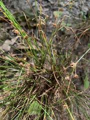 Carex pensylvanica