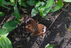 Junonia