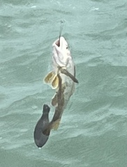 Menticirrhus americanus