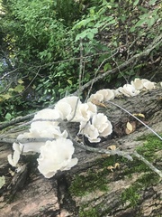 Pleurotus pulmonarius