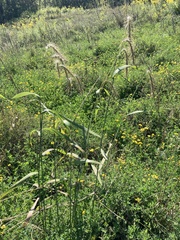 Elymus canadensis