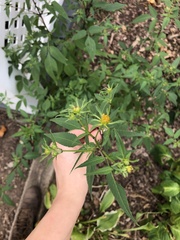 Bidens vulgata