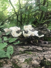 Pleurotus pulmonarius