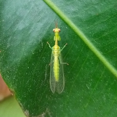 Zeugomantispa minuta