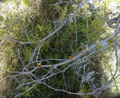 Asparagus multiflorus