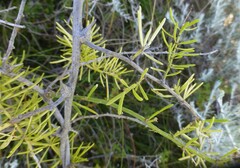 Asparagus multiflorus