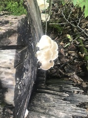 Pleurotus pulmonarius
