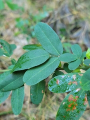 Lespedeza violacea