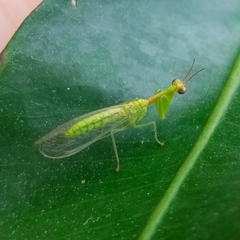 Zeugomantispa minuta