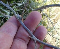 Asparagus multiflorus
