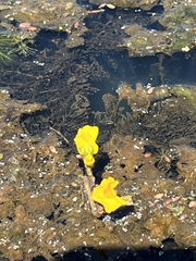Utricularia macrorhiza