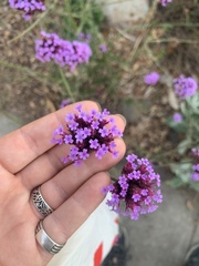 Verbena bonariensis