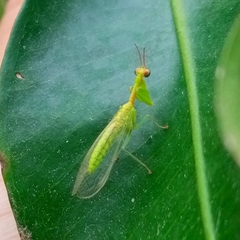 Zeugomantispa minuta