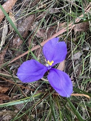 Patersonia