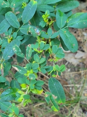 Lespedeza violacea
