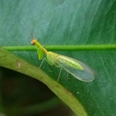 Zeugomantispa minuta